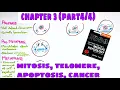 Mitosis telomere apoptosis - Chapter 3 Guyton and Hall Text Book of Medical Physiology