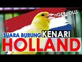 Suara Burung Kenari Holland-NGEROLNYA MANTAAAP BOSKU 😚😊😚