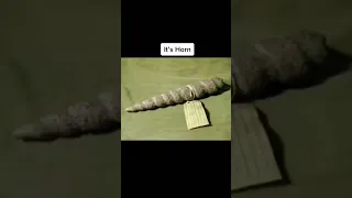 Real Proof That Unicorns Actually Existed