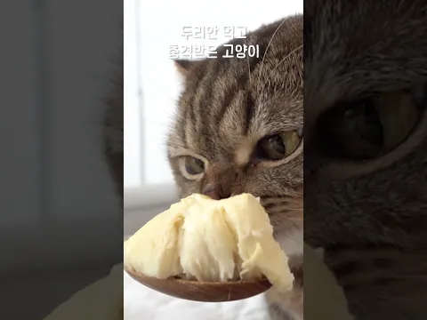 두리안 먹고 충격받은 고양이
