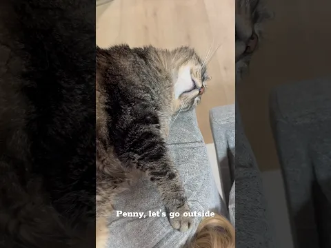 Penny doesn’t like nature…#talkingcat