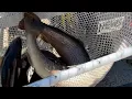 Maine fish stocking brown trout