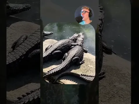 ВИРУСНЫЕ ВИДЕО / Кот пытается поймать лазер 🔴