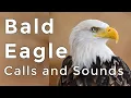 Bald Eagle Calls and Sounds 2026 - Learn THREE noises these raptors make