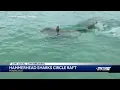 Pensacola swimmers raft circled by 7 hammerhead sharks