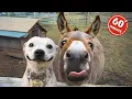 Download Lagu 1 Hour Of Funniest Animals in the World Ever 🤣 Funny ANIMALS Video 2025