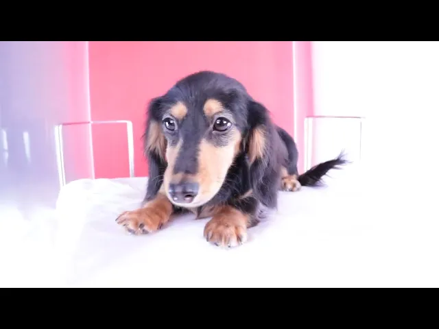動画