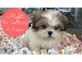 FUN AT A PUPPY STORE CUTE PUPPIES
