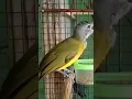 Download Lagu Burung samyong gacor banget #shorts #samyongjuara #anakansamyong