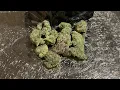 Flaming Cheetoz Strain Review