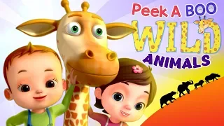 Peek A Boo Song Learn Wild Animals Videogyan 3D Rhymes Kids Songs Videos For Babies 