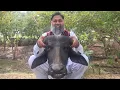Download Lagu Siri Recipe | Beef Head Cleaning And Cooking | Bison Head Recipe | Mubarak Ali | Tour And Taste