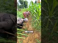 Lagu Ohh.. 😱 Ternyata ini Alasan Tanaman Jagung di Miringkan #shorts