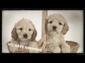 NY Breeder Puppies for Sale Westchester NY