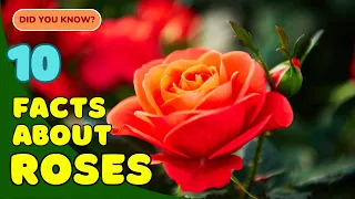 10 Beautiful Facts About Roses You Didn t Know