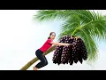 Download Lagu Harvesting 10000 Palm Fruit Goes To Market Sell,Cornbread Recipe | Diem - Free Bushcraft