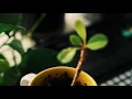 How to Make Ambient Using Polyend Tracker