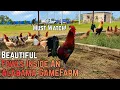 Beautiful Fowls Inside An Alabama GameFarm Best GameFarm In USA