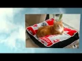 The Importance of Daily Cat Sitting Visits 813-563-3538 Florida Pet Sitters Dog Walkers