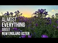 Download Lagu Everything about New England Aster (Almost)