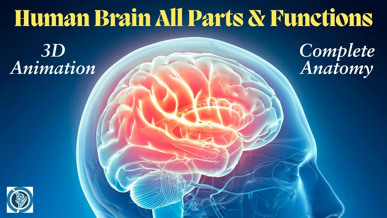 Human Brain Anatomy Revealed in 3D! All Parts and Functions