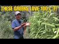 Heat-Proof Leafy Greens That Grow Like Crazy in 100 F Summer Heat