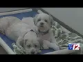 East Providence vet clinic finds new owner