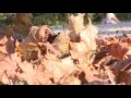 Leaf Collection Program 2016