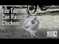 You Too Can Raise Chickens - Place Your 2026 Meyer Hatchery Order Today
