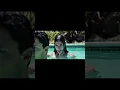 Download Lagu A mermaid who eats human flesh|| thriller movie | mermaid