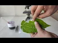 How to prepare stomata slide for microscopic examination