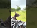 dog - race
