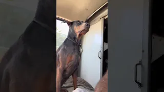.. #fyp #dream #doberman #pets #youtube