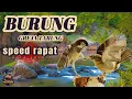 Download Lagu CRECETAN GEREJA TARUNG #masteranburung