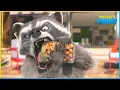 Download Lagu Mercury and the Mischievous Raccoons | 40' Compilation | Cartoon for Kids