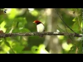 Download Lagu the most beautiful Quran Recitation|| Heart Touching || Really emotional ||