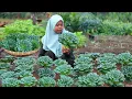 Lagu Panen PAGODA | Masak Pagoda sederhana yang bikin boros Nasi, masakan desa, hidup di desa