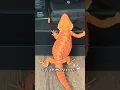 Lagu Silly Kimchi core ✨📷🦎 - #beardie #reptiles #beardeddragon #cute #lizard #reptile #pets #pet