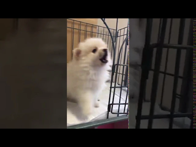 動画