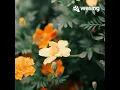 Download Lagu ani karera,lagu lawas ...yokla gaskeun