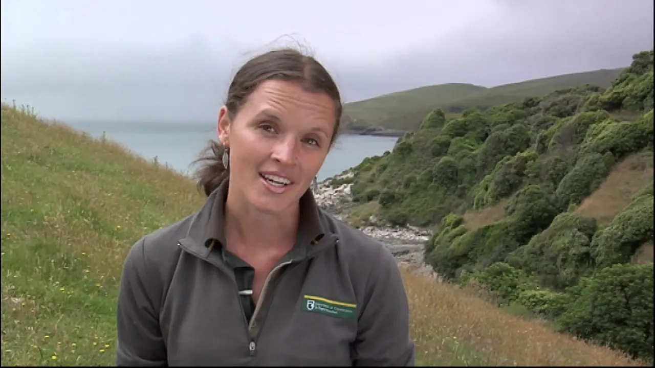 Meet the Locals: Yellow eyed penguins Meet the Locals: Yellow eyed penguins