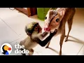 Download Lagu Baby Monkey Stolen From His Mama Gets Comfort From Deer BFF | The Dodo