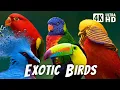 Download Lagu Burung Paling Eksotis | Suara Burung yang Menenangkan | Alam yang Menakjubkan \u0026 Berwarna-warni | Suara Pereda Stres