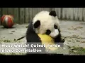 Download Lagu Must Watch 1 ! Cutest Panda Video Compilation | iPanda
