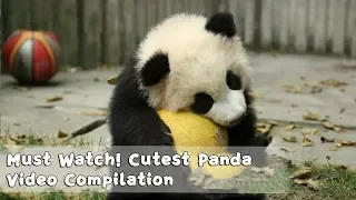 must watch 1 cutest panda video compilation ipanda