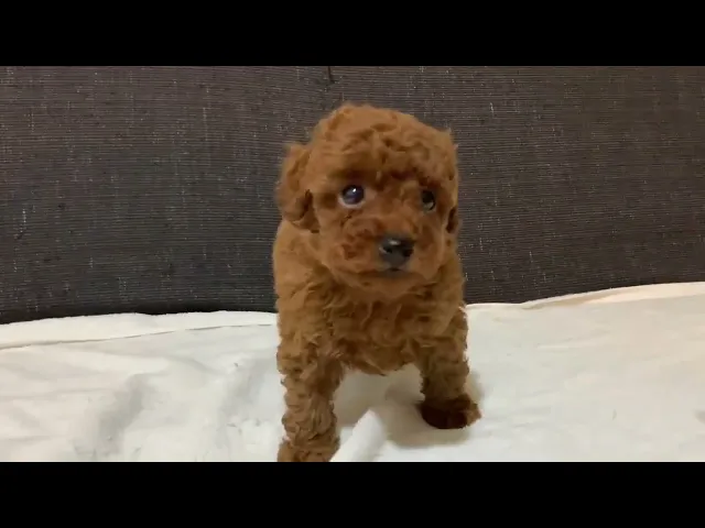 動画