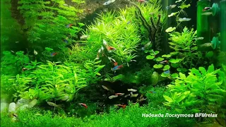 Нежный и крепкий СОН глубокий релакс и успокоение нервной системы 