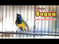 Download Lagu pancingan sogon malas bunyi
