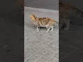 Download Lagu JEDDAH CATS #straycat #straycats #catlovers #cat #catshorts #catvideos #cats #catsofyoutube #ering