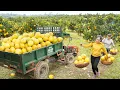 Download Lagu Harvesting 1000 Oranges \u0026 Grapefruits, Use Truck To Transport Goes To Market Sell